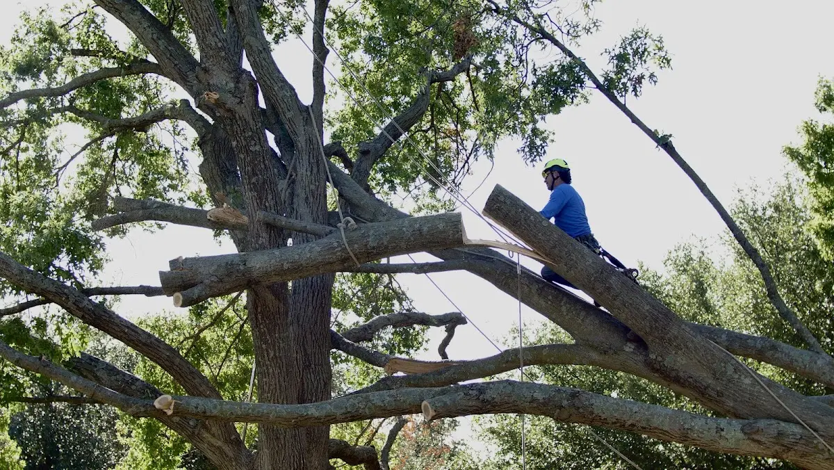 Professional Crown Thinning performed by certified arborists in Justice